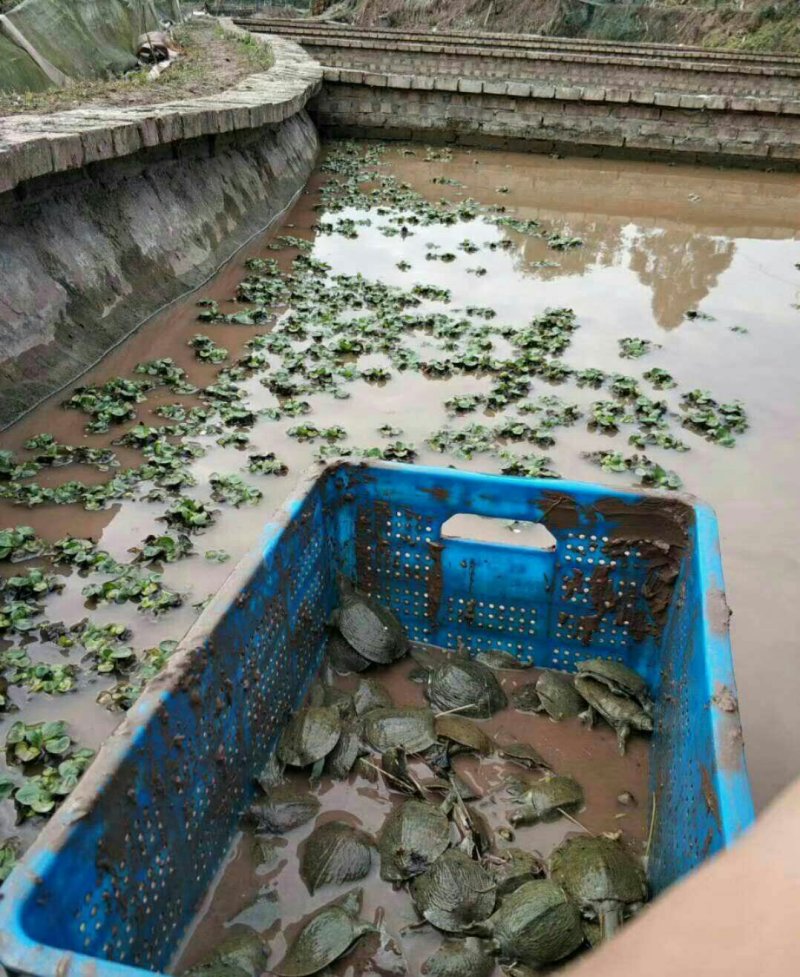 中华甲鱼苗（所有苗体均为塘外适应苗）病害少，长势快速
