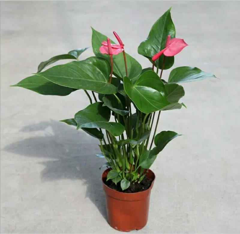 粉掌盆栽包邮绿植带花发货红掌家庭盆栽花卉园艺种植花卉