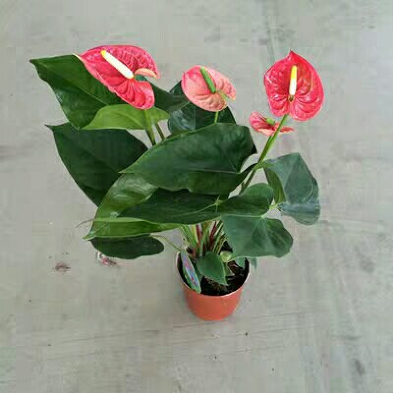 粉掌盆栽包邮绿植带花发货红掌家庭盆栽花卉园艺种植花卉