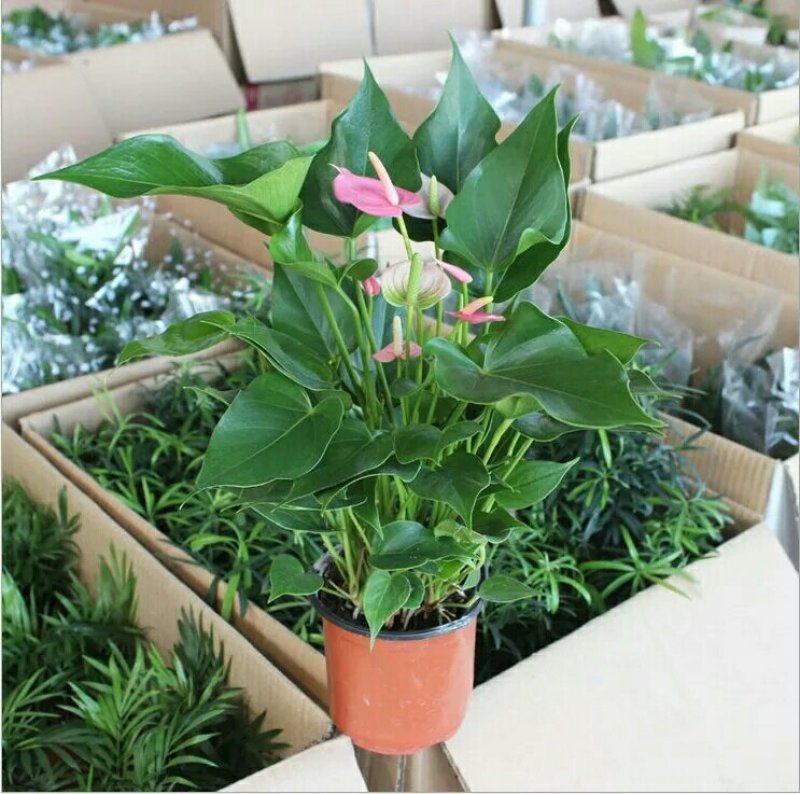 粉掌盆栽包邮绿植带花发货红掌家庭盆栽花卉园艺种植花卉