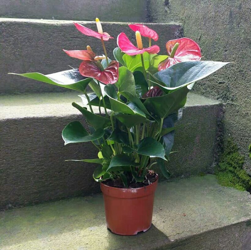 粉掌盆栽包邮绿植带花发货红掌家庭盆栽花卉园艺种植花卉