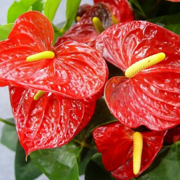 粉掌盆栽包邮绿植带花发货红掌家庭盆栽花卉园艺种植花卉