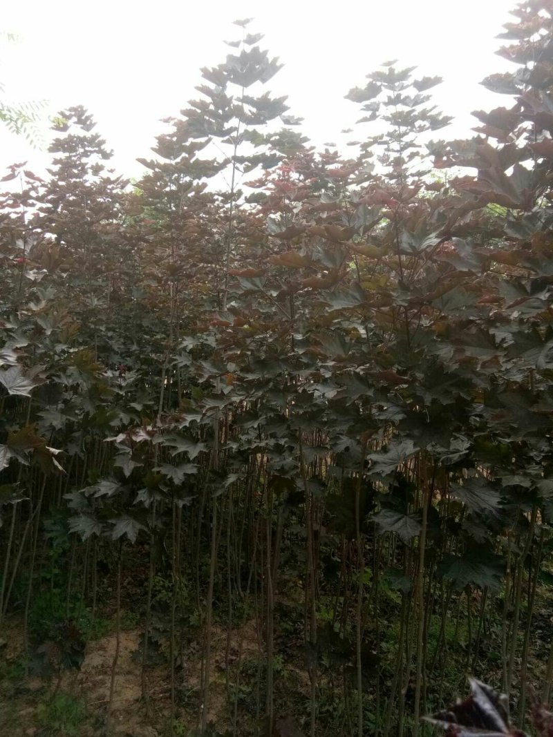 供应四季红枫苗质量杠杠的