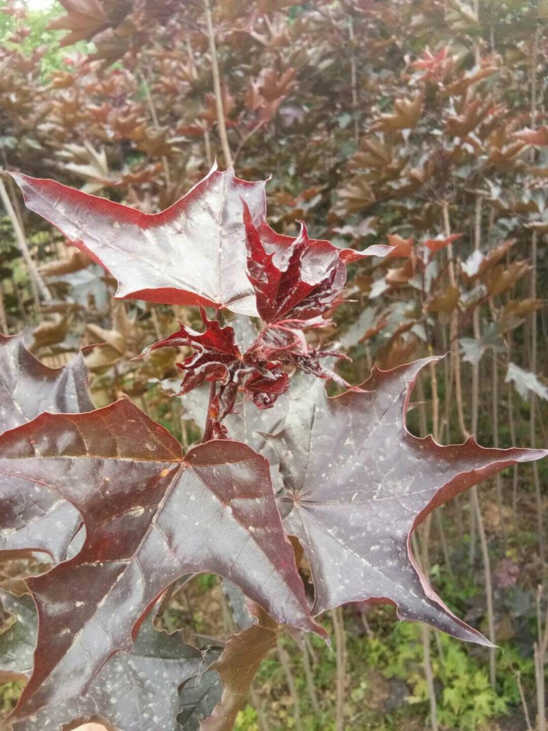 供应四季红枫苗质量杠杠的