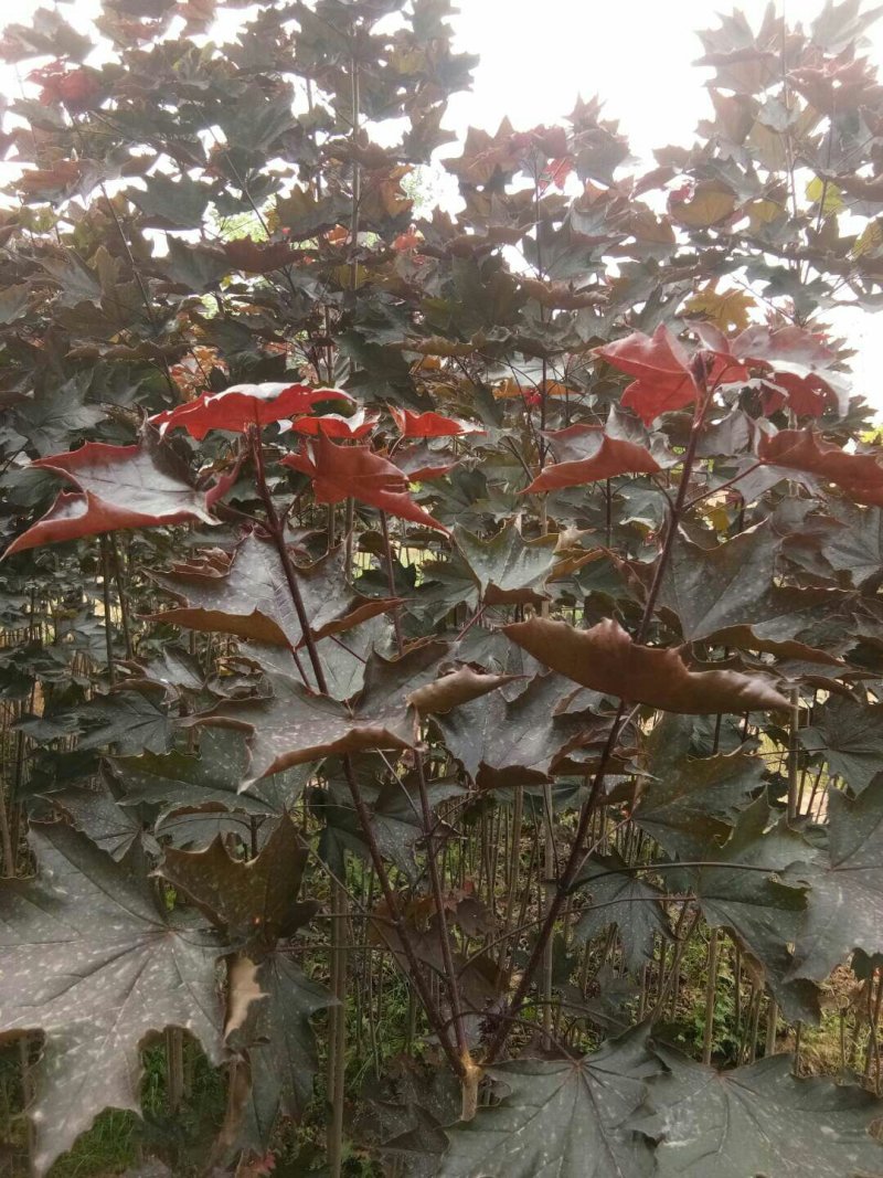 供应四季红枫苗质量杠杠的