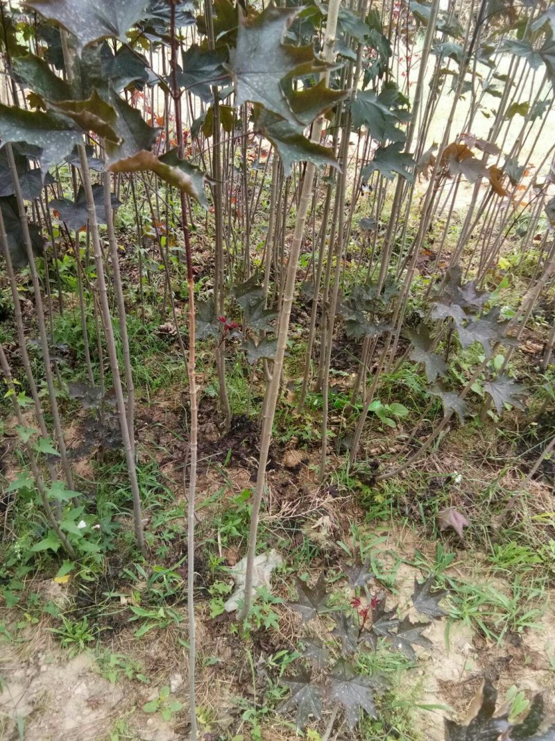 供应四季红枫苗质量杠杠的