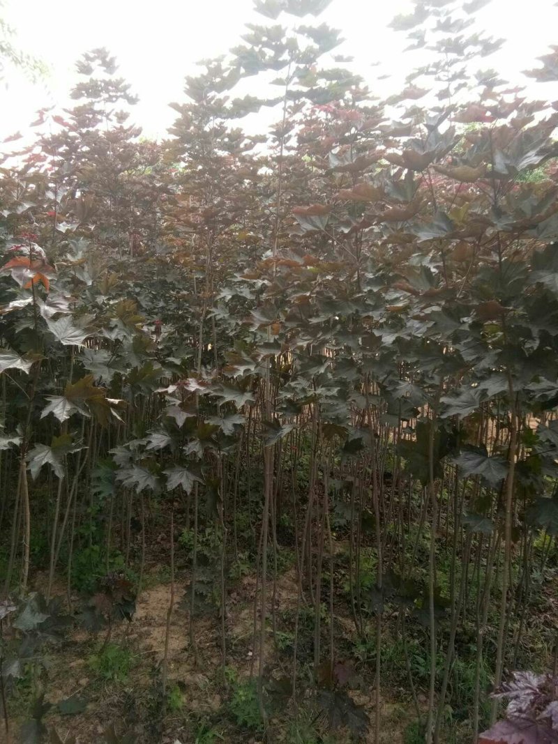 供应四季红枫苗质量杠杠的