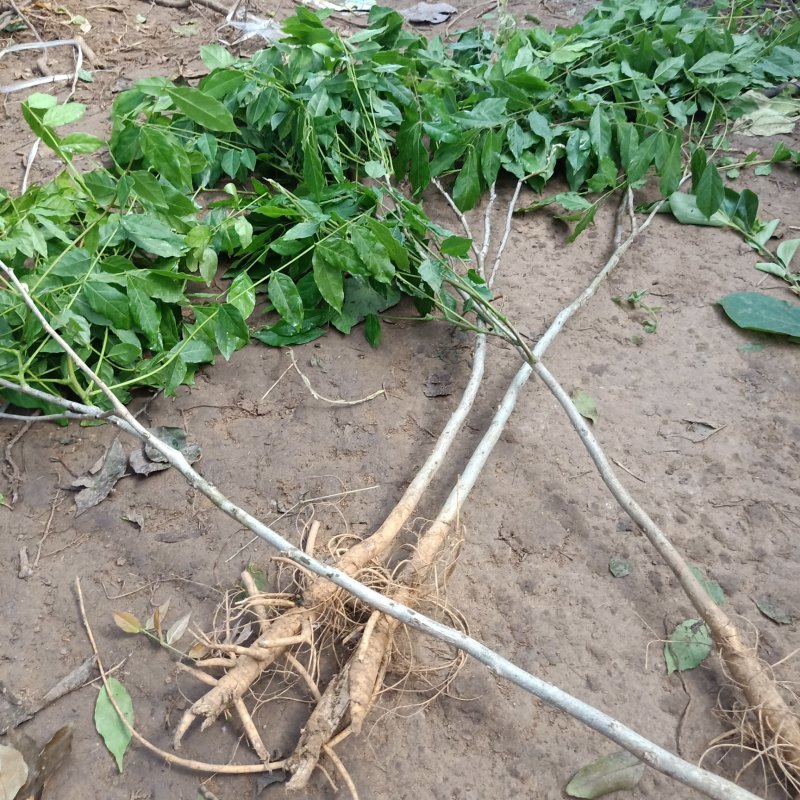 紫藤树苗盆栽四季攀援花卉爬藤绿植物庭院阳台紫藤萝攀爬植物