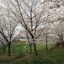 日本樱花高干樱花艳丽长势强基地直供现挖现卖