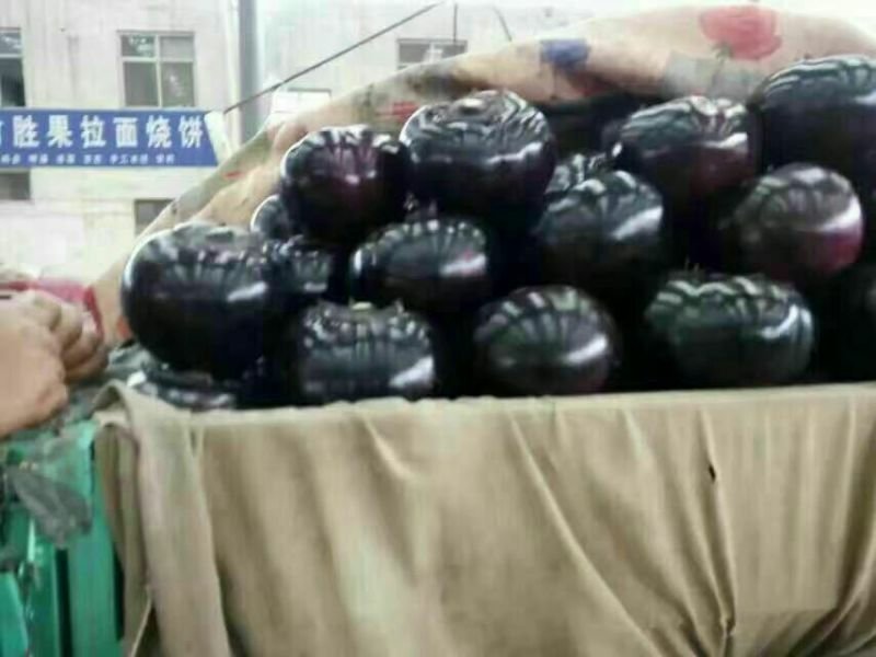 紫光圆茄可以视频看货，货源充足，大量现货