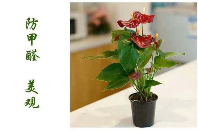 粉掌盆栽包邮绿植带花发货红掌家庭盆栽花卉园艺种植花卉