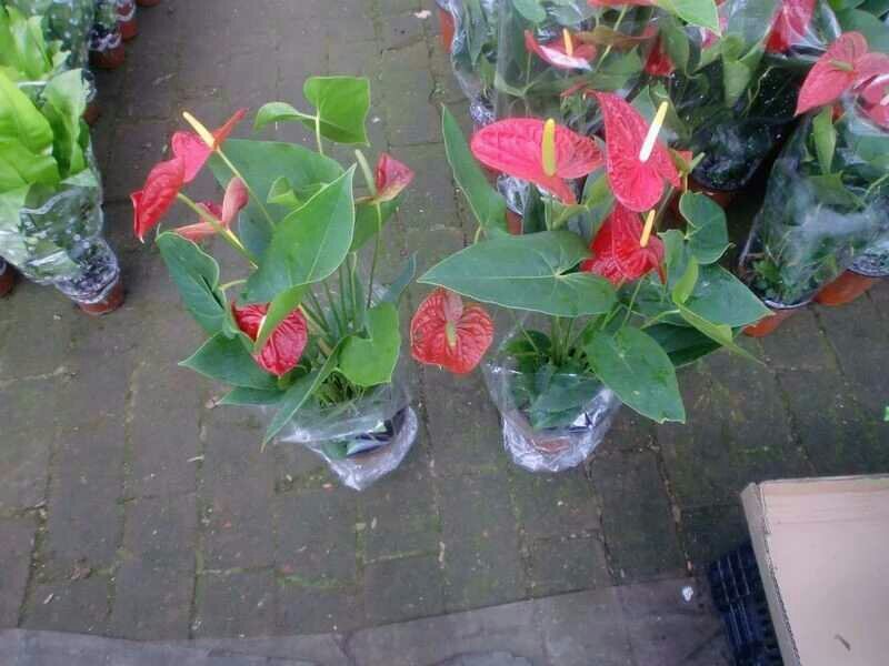 粉掌盆栽包邮绿植带花发货红掌家庭盆栽花卉园艺种植花卉