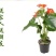 粉掌盆栽包邮绿植带花发货红掌家庭盆栽花卉园艺种植花卉