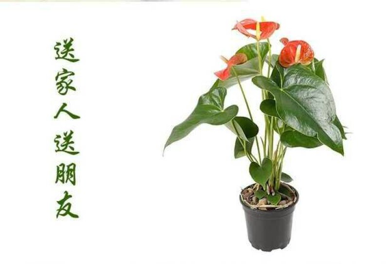 粉掌盆栽包邮绿植带花发货红掌家庭盆栽花卉园艺种植花卉
