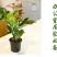 粉掌盆栽包邮绿植带花发货红掌家庭盆栽花卉园艺种植花卉