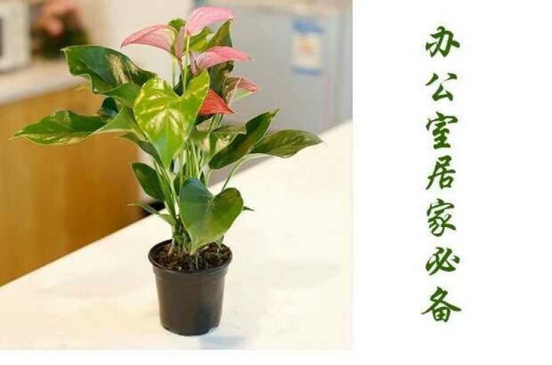 粉掌盆栽包邮绿植带花发货红掌家庭盆栽花卉园艺种植花卉