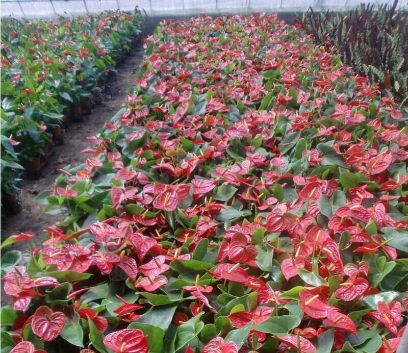 粉掌盆栽包邮绿植带花发货红掌家庭盆栽花卉园艺种植花卉
