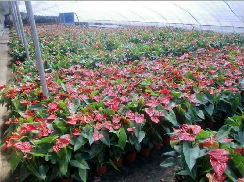 粉掌盆栽包邮绿植带花发货红掌家庭盆栽花卉园艺种植花卉