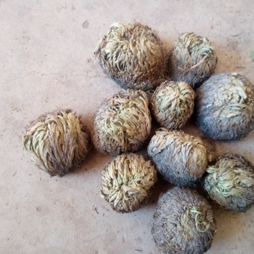 卷柏，也称还魂草，，，