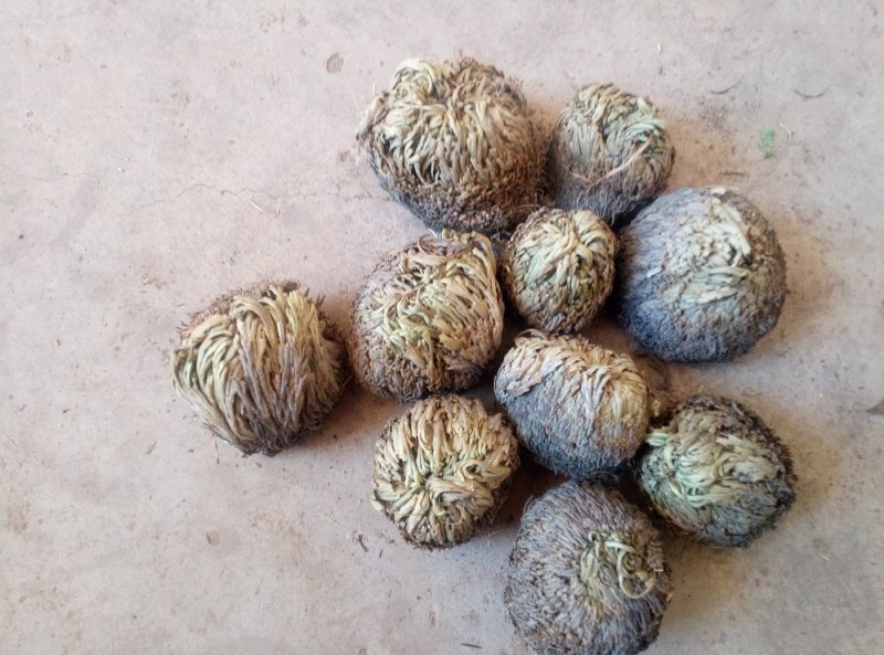 卷柏，也称还魂草，，，