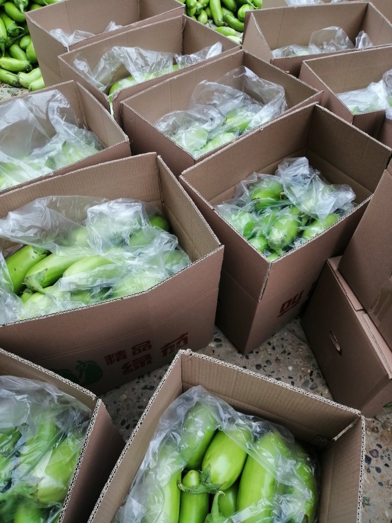 【茄子】大棚青茄已大量上市供应各大市场电商可视频看货