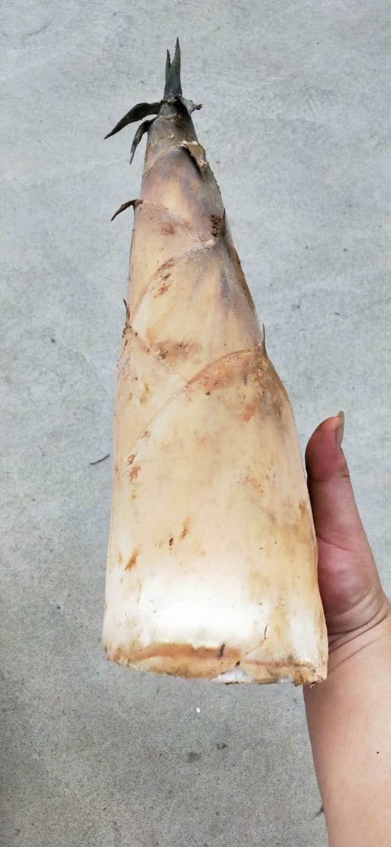 绿竹笋