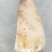 绿竹笋