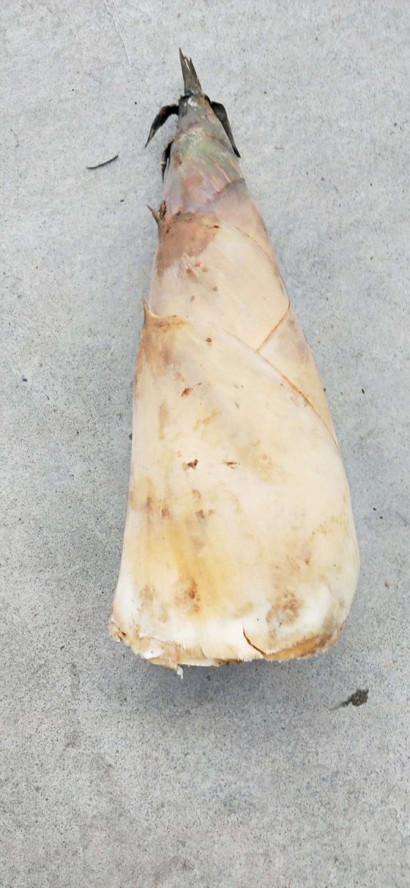 绿竹笋