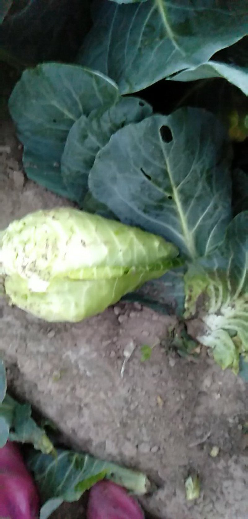 牛尖包菜大量供应！