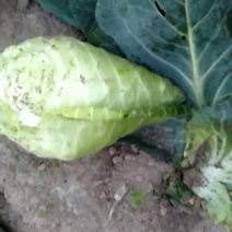 牛尖包菜大量供应！