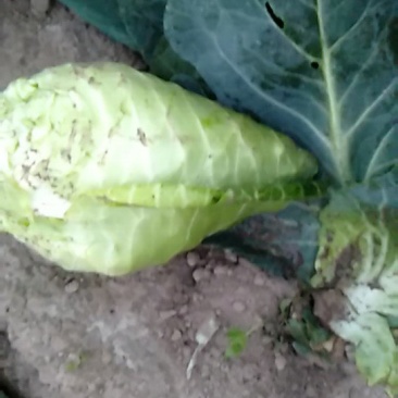 牛尖包菜大量供应！