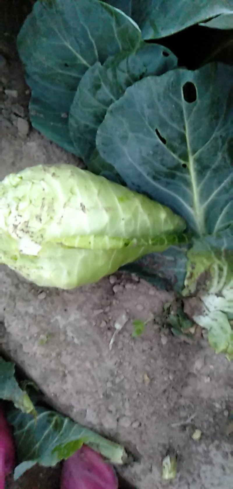牛尖包菜大量供应！