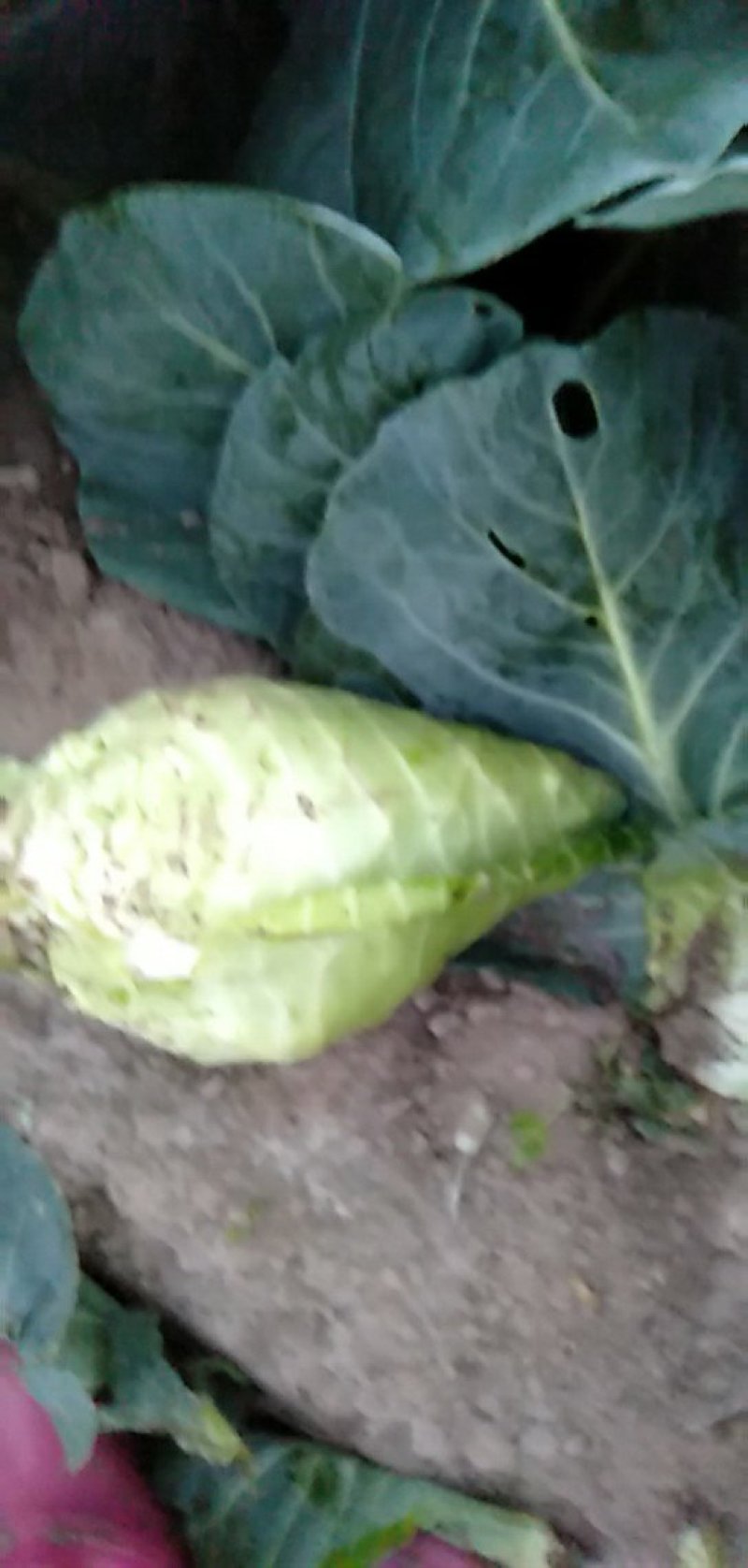 牛尖包菜大量供应！