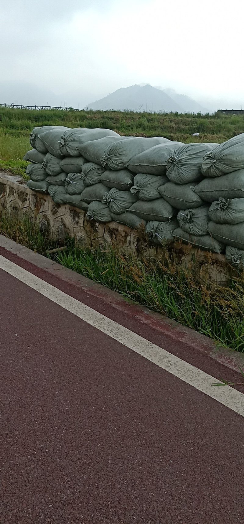 水苔