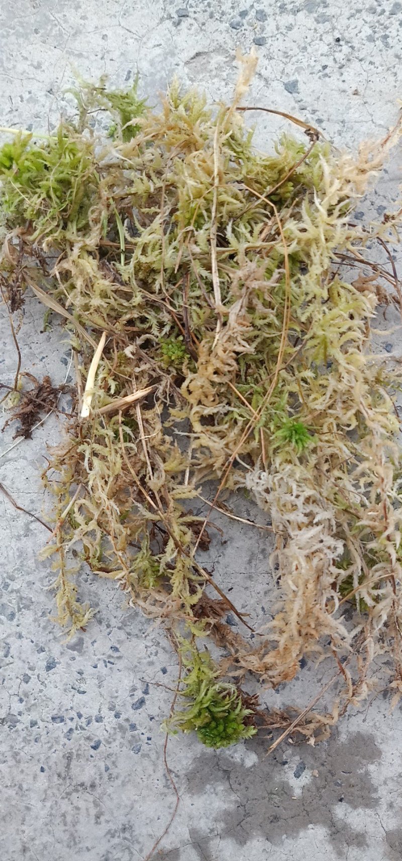 水苔