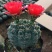 仙人球