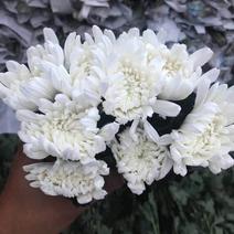 鲜切白菊花优质A级白善