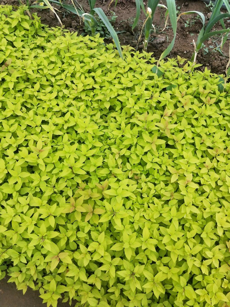 金山绣线菊绣线菊死苗补发量大可优惠