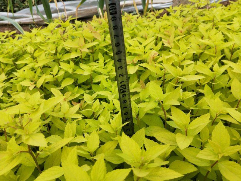 金山绣线菊绣线菊死苗补发量大可优惠