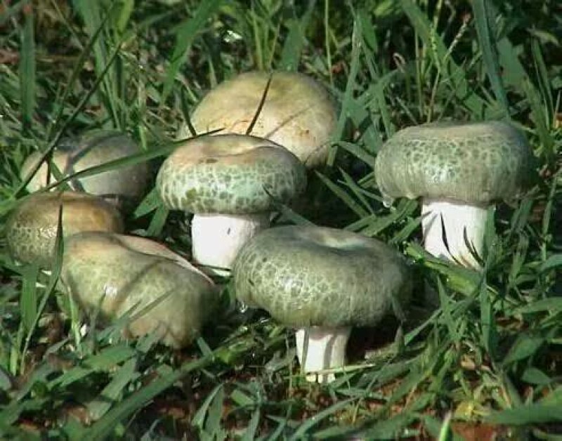 野生菌
