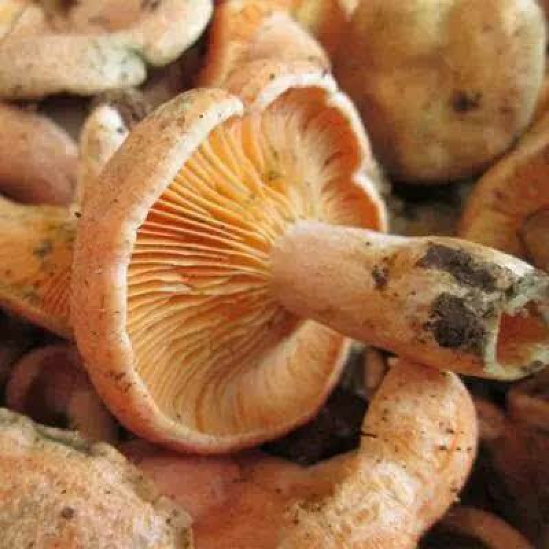 野生菌