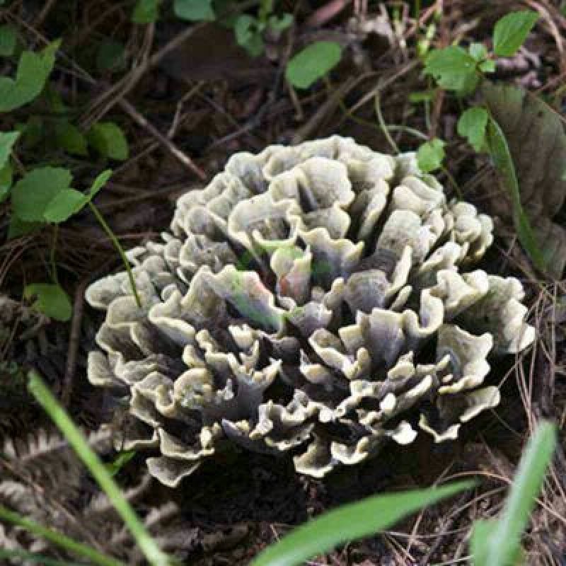 野生菌