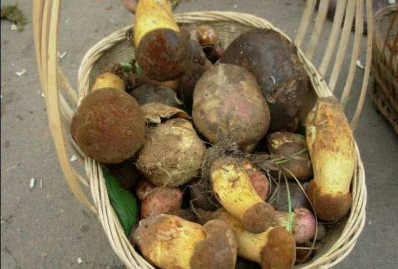 野生菌