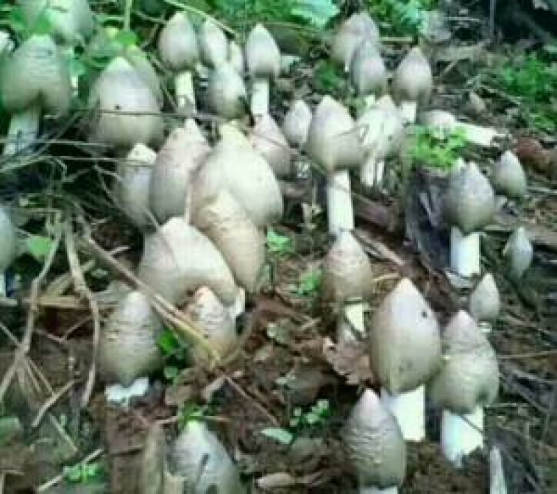 野生菌
