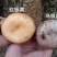 野生菌
