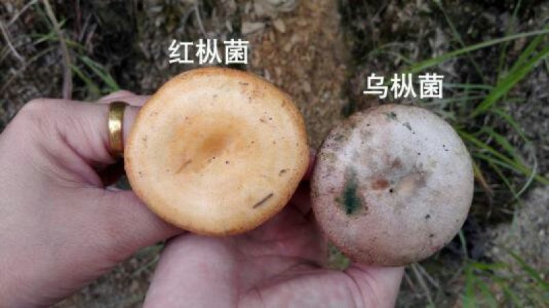 野生菌