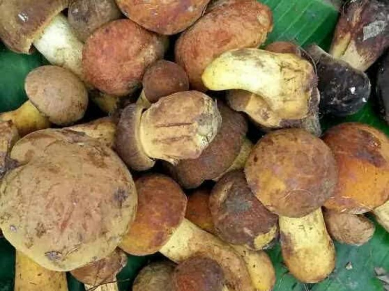 野生菌