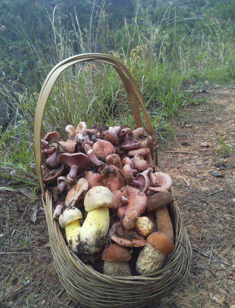 野生菌