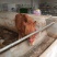 矮马宠物马活体包活家养德宝矮马包回收饲养技术纯种健康