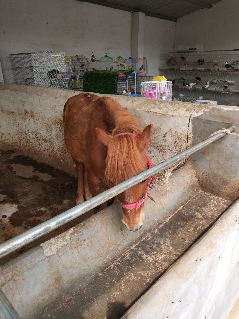 矮马宠物马活体包活家养德宝矮马包回收饲养技术纯种健康